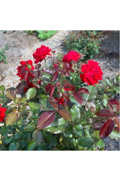 Бутоны розы Капля Красная